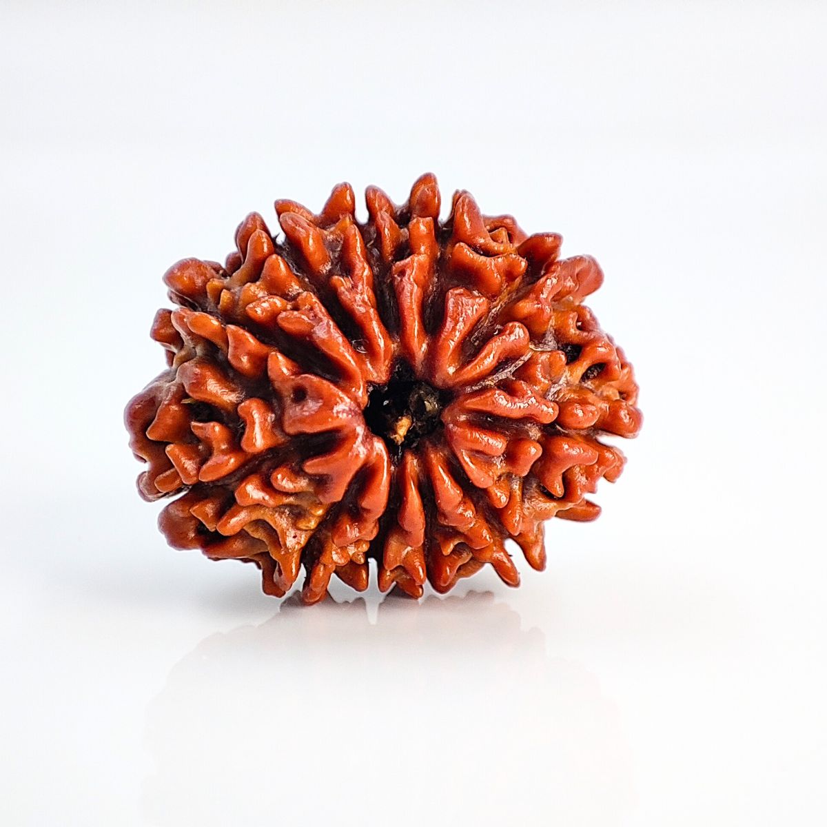 11 Mukhi Rudraksha Nepali Lab Tested Orignal 19mm