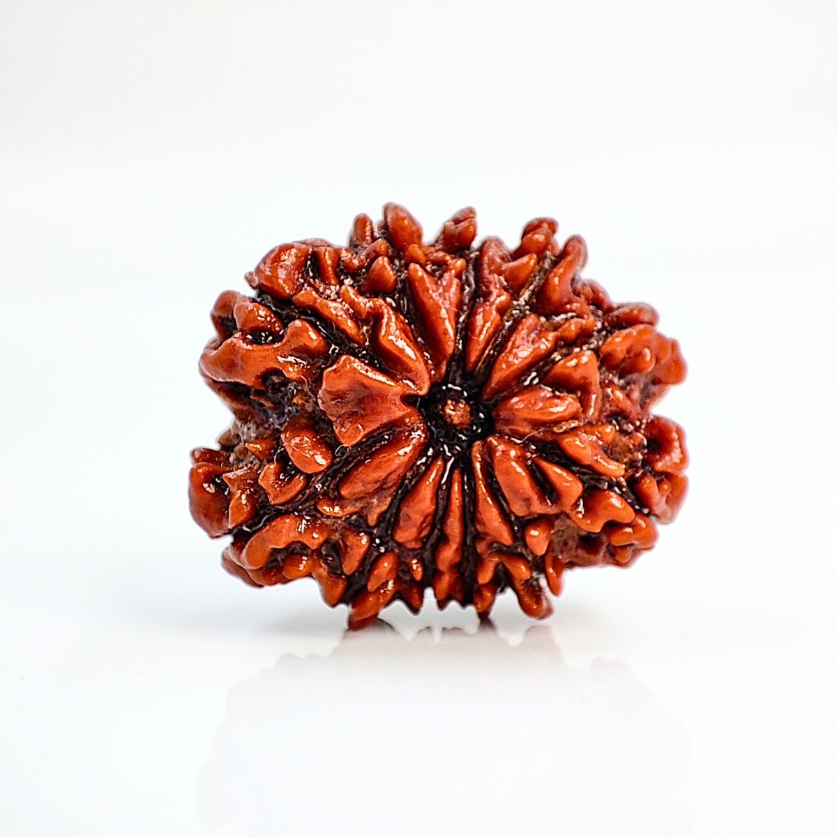11 Mukhi Rudraksha Nepali Lab Tested Orignal 20MM