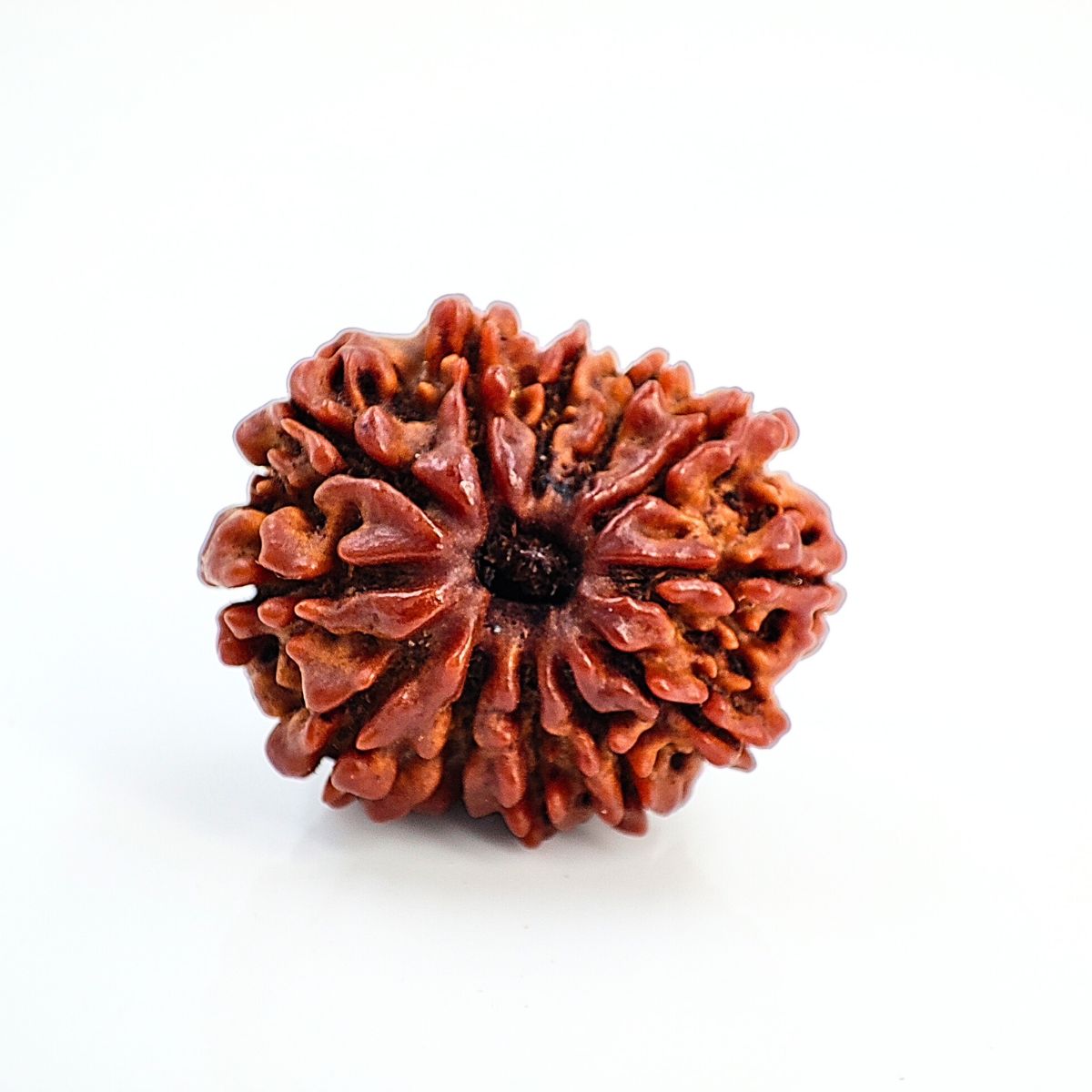 12 Mukhi Rudraksha Nepali Orignal Lab Tested