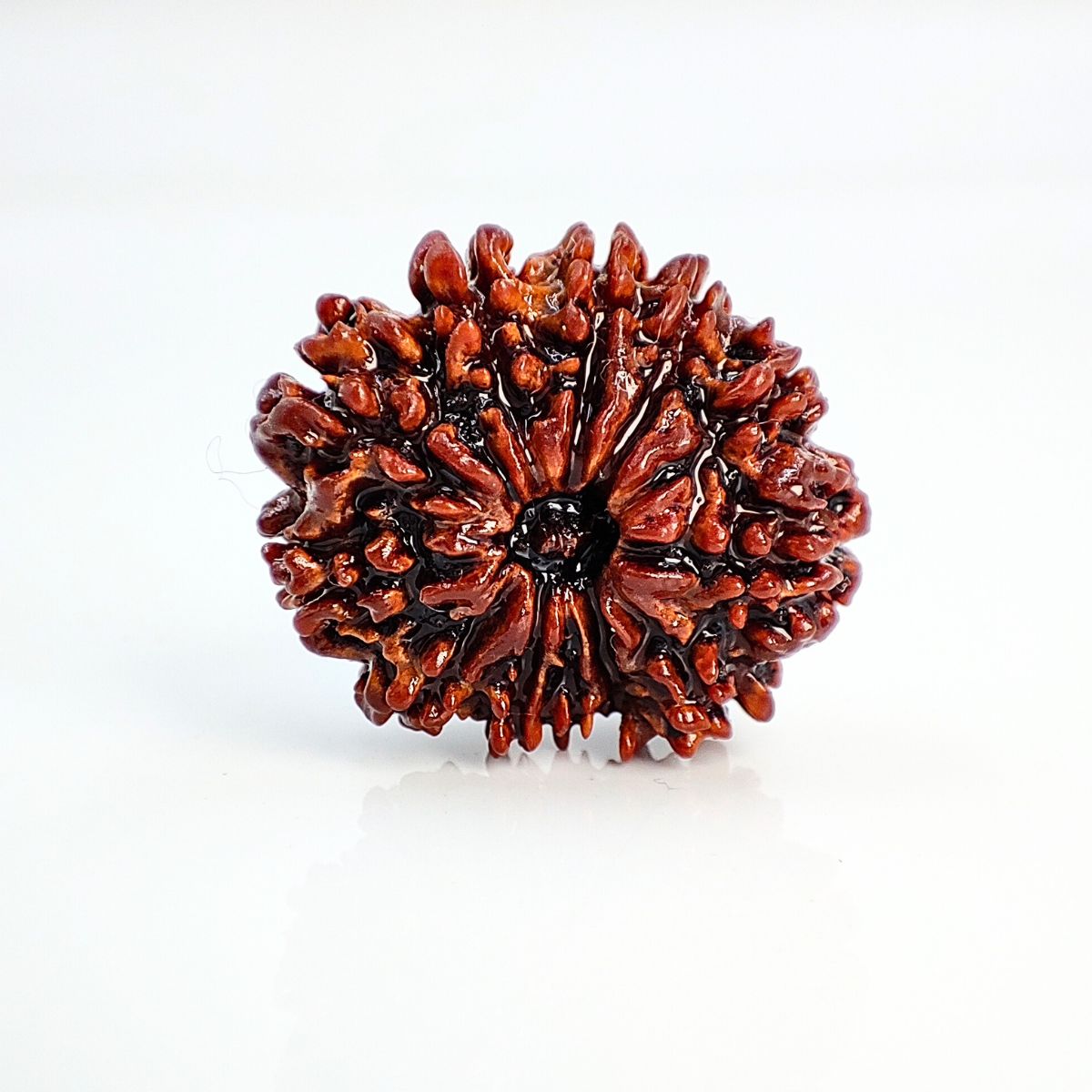12 Mukhi Rudraksha Nepali Orignal Lab Tested