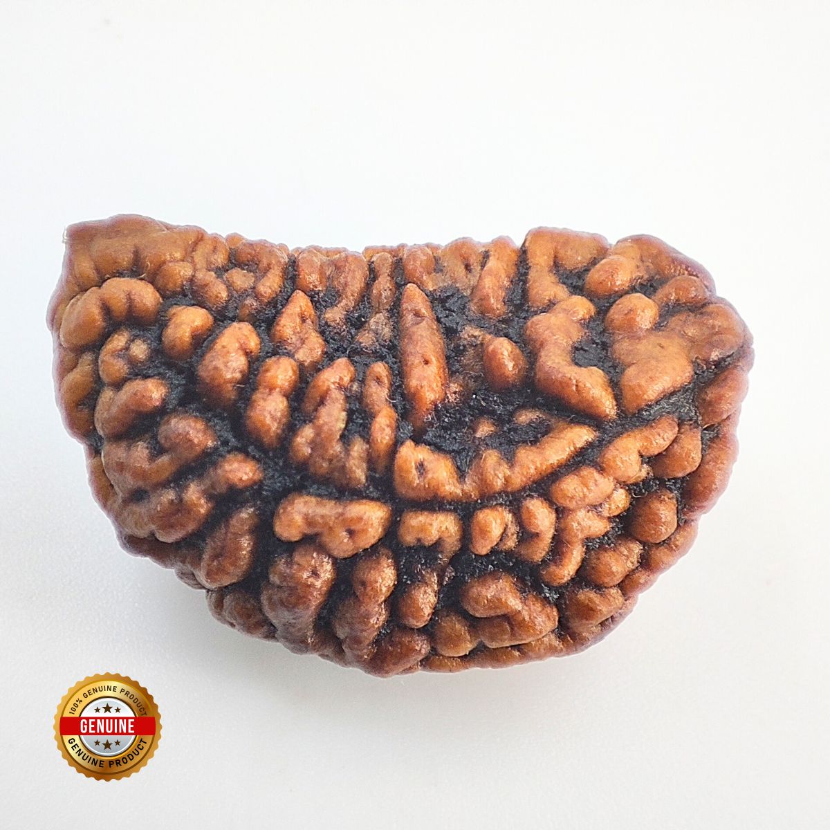 Ek mukhi Rudraksha Indonasian Kaju dana XXL