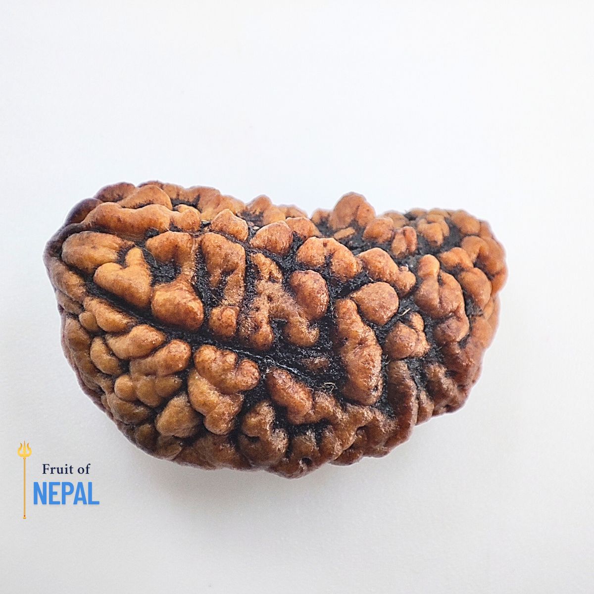 Ek mukhi Rudraksha Indonasian Kaju dana XXL - Image 2