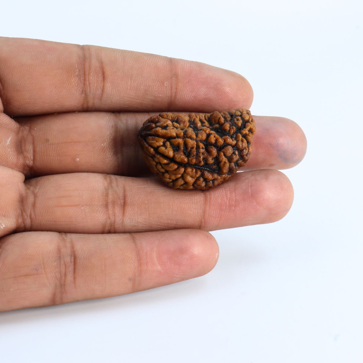 Ek mukhi Rudraksha Indonasian Kaju dana XXL - Image 3