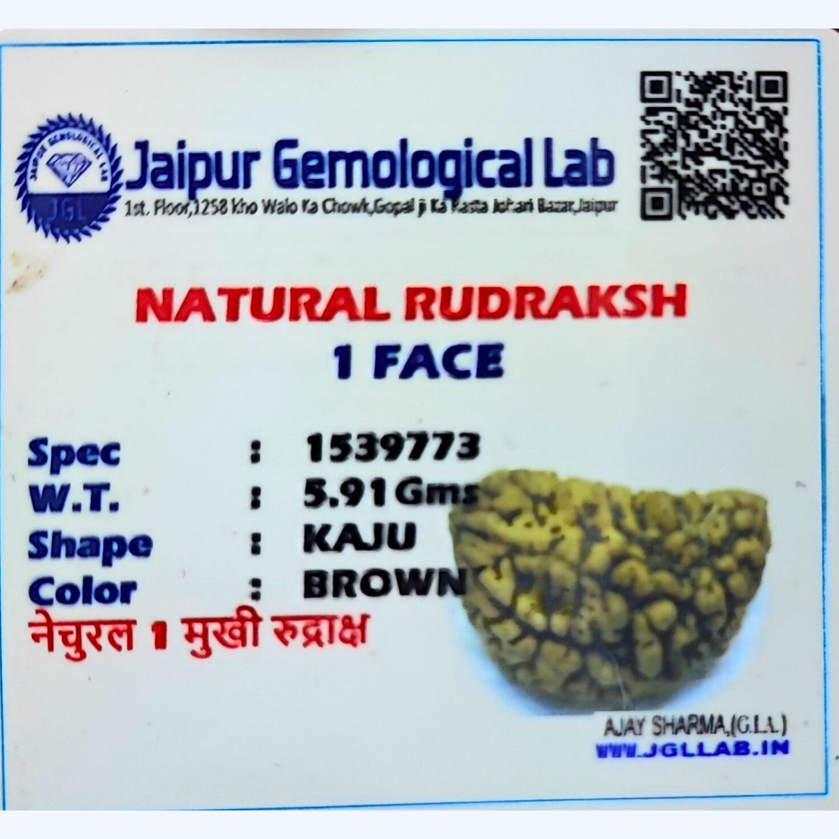 Ek mukhi Rudraksha Indonasian Kaju dana XXL - Image 4