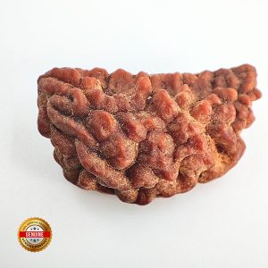 Ek mukhi rudraksha Orignal Indonasian Small size