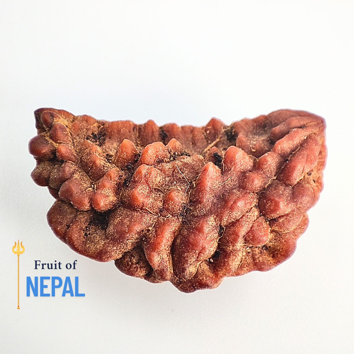 Ek mukhi rudraksha Orignal Indonasian Small size - Image 2