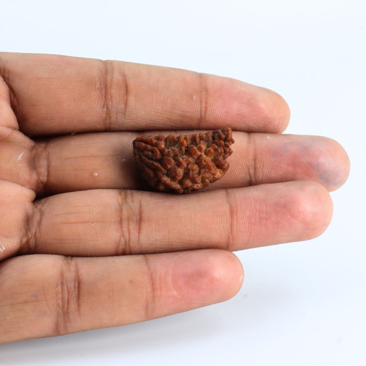Ek mukhi rudraksha Orignal Indonasian Small size - Image 3