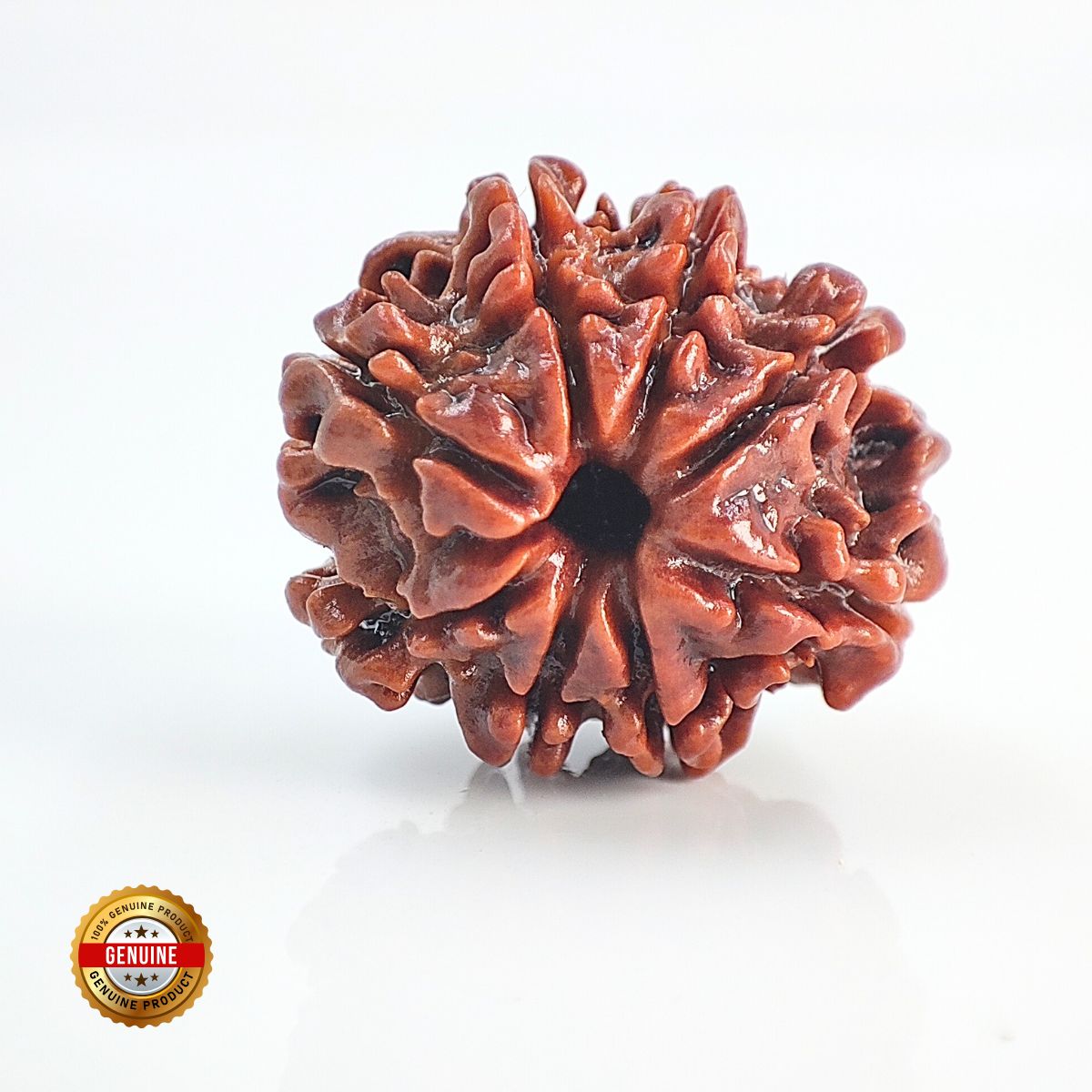 8 Mukhi Rudraksha Nepali Lab Certified