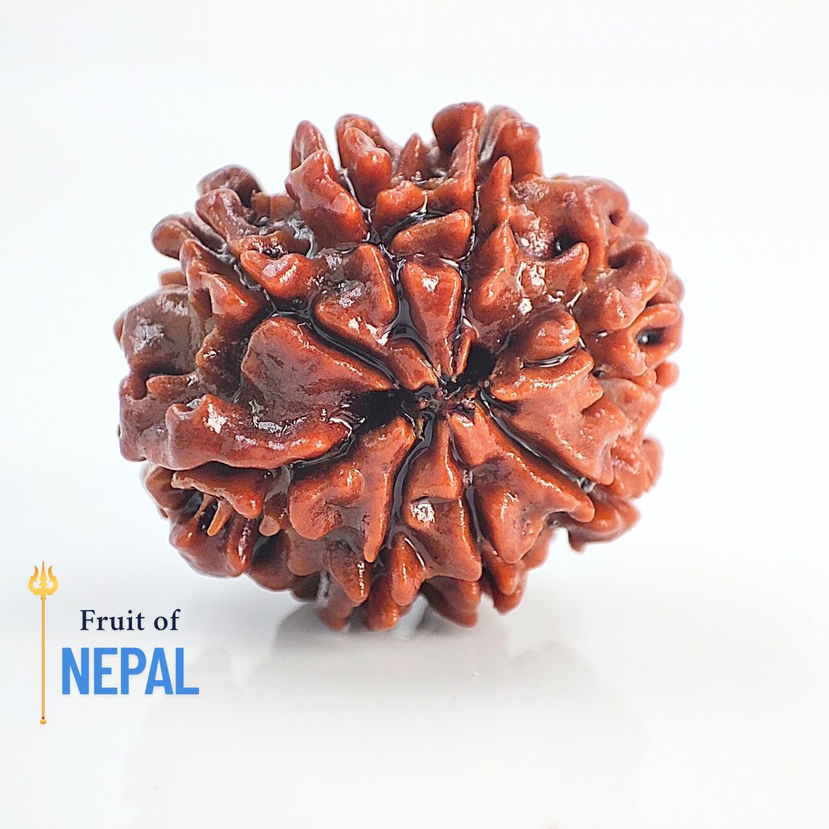 8 Mukhi Rudraksha Nepali Lab Certified - Image 2