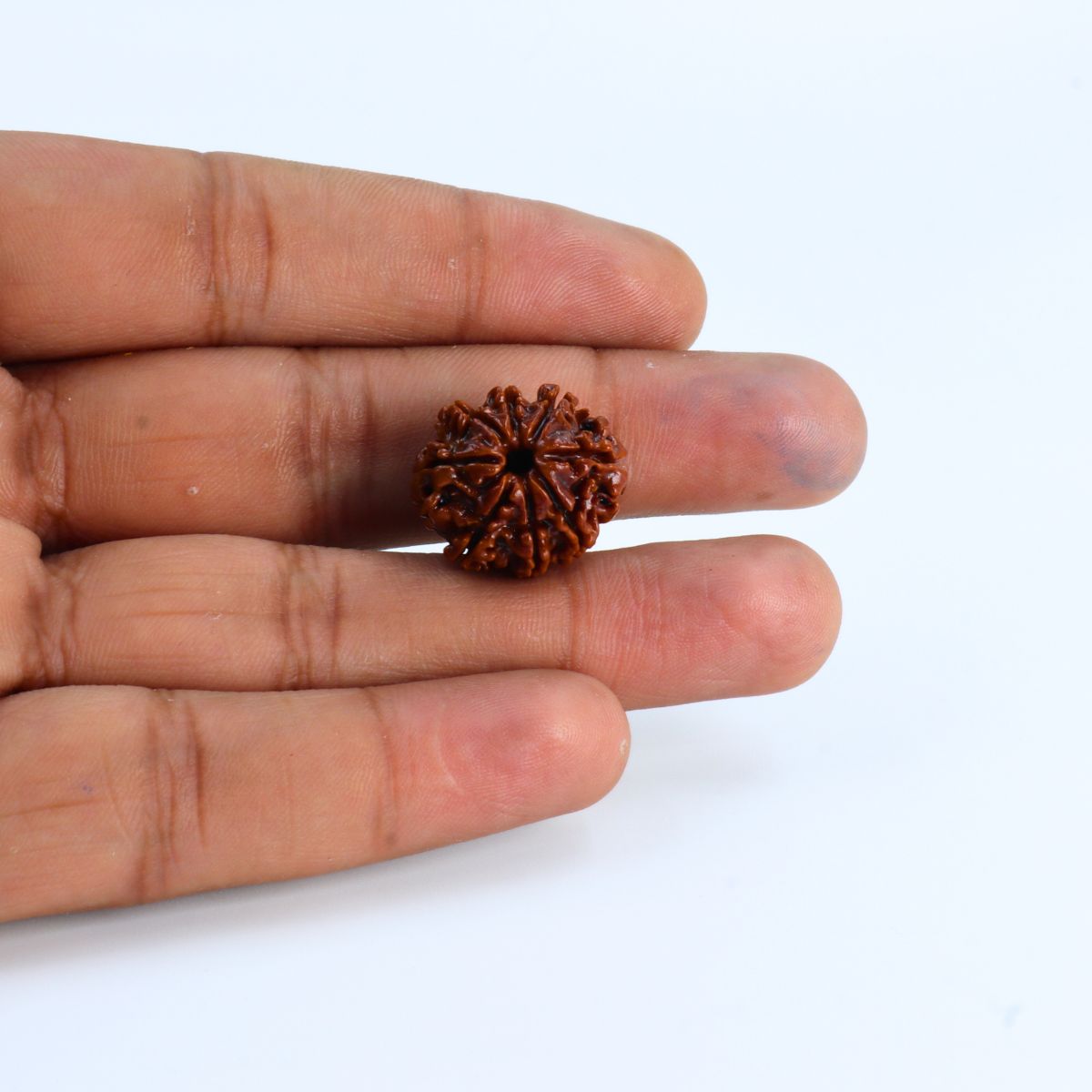 8 Mukhi Rudraksha Nepali Lab Certified - Image 3