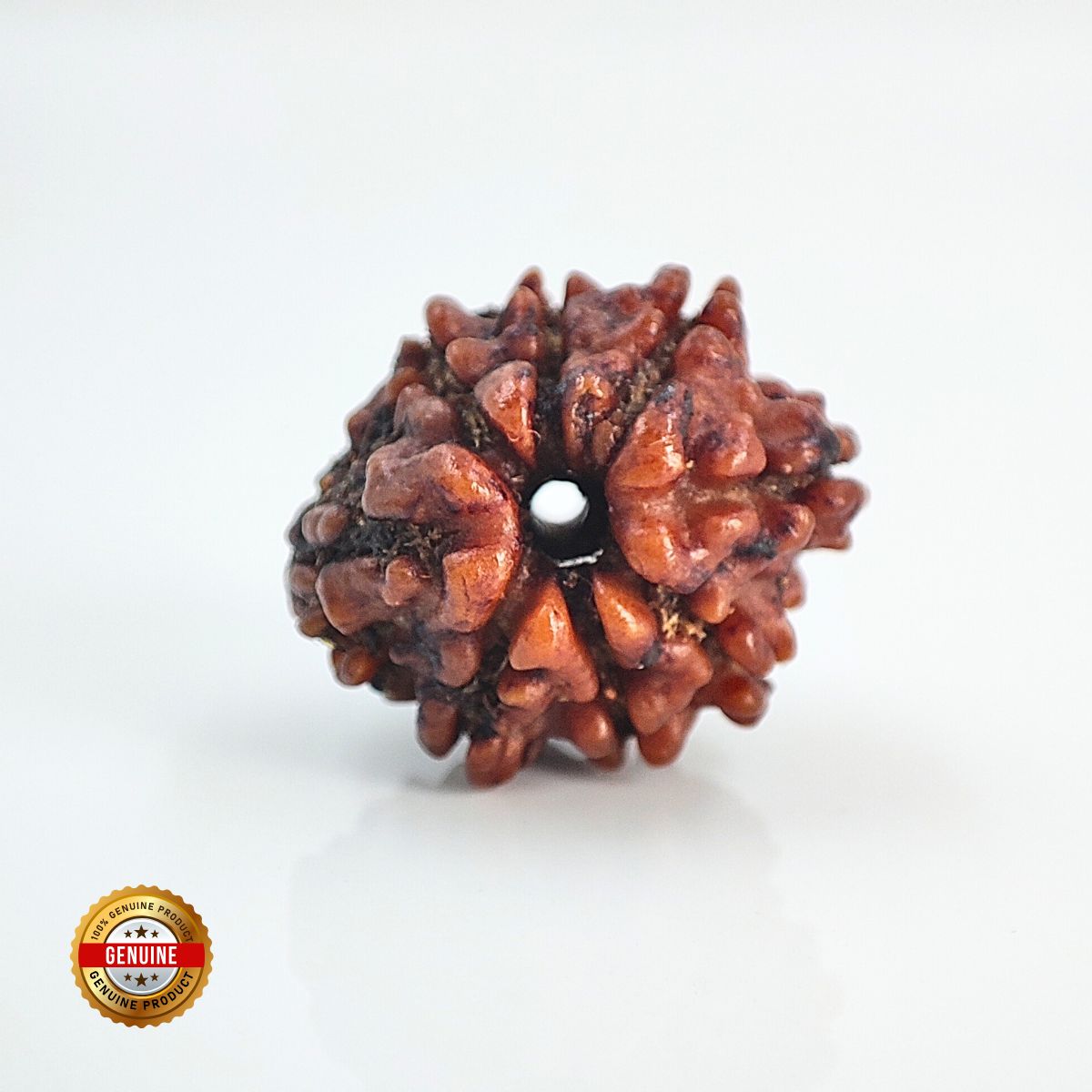8 Mukhi Rudraksha Nepali Lab Certified