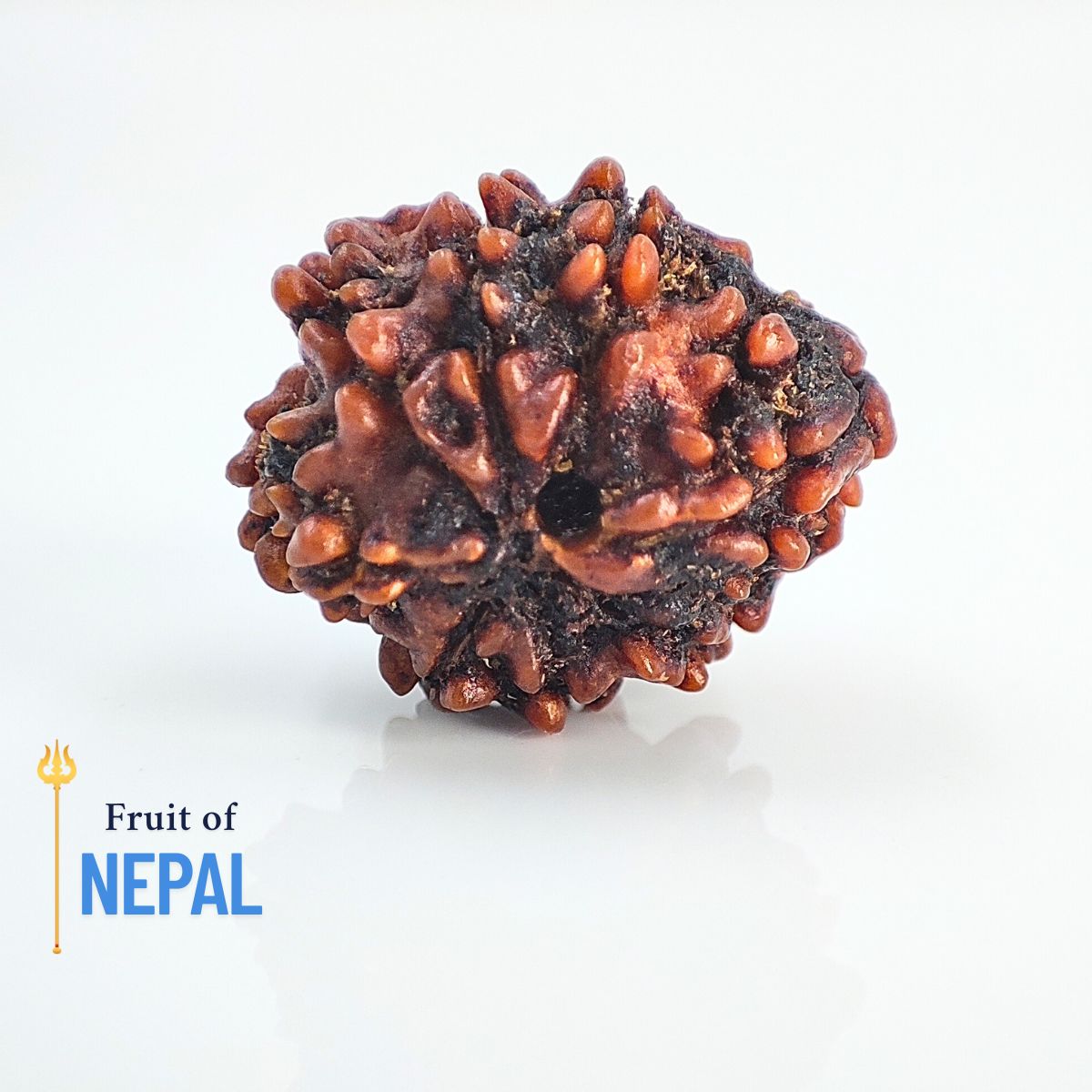 8 Mukhi Rudraksha Nepali Lab Certified - Image 3