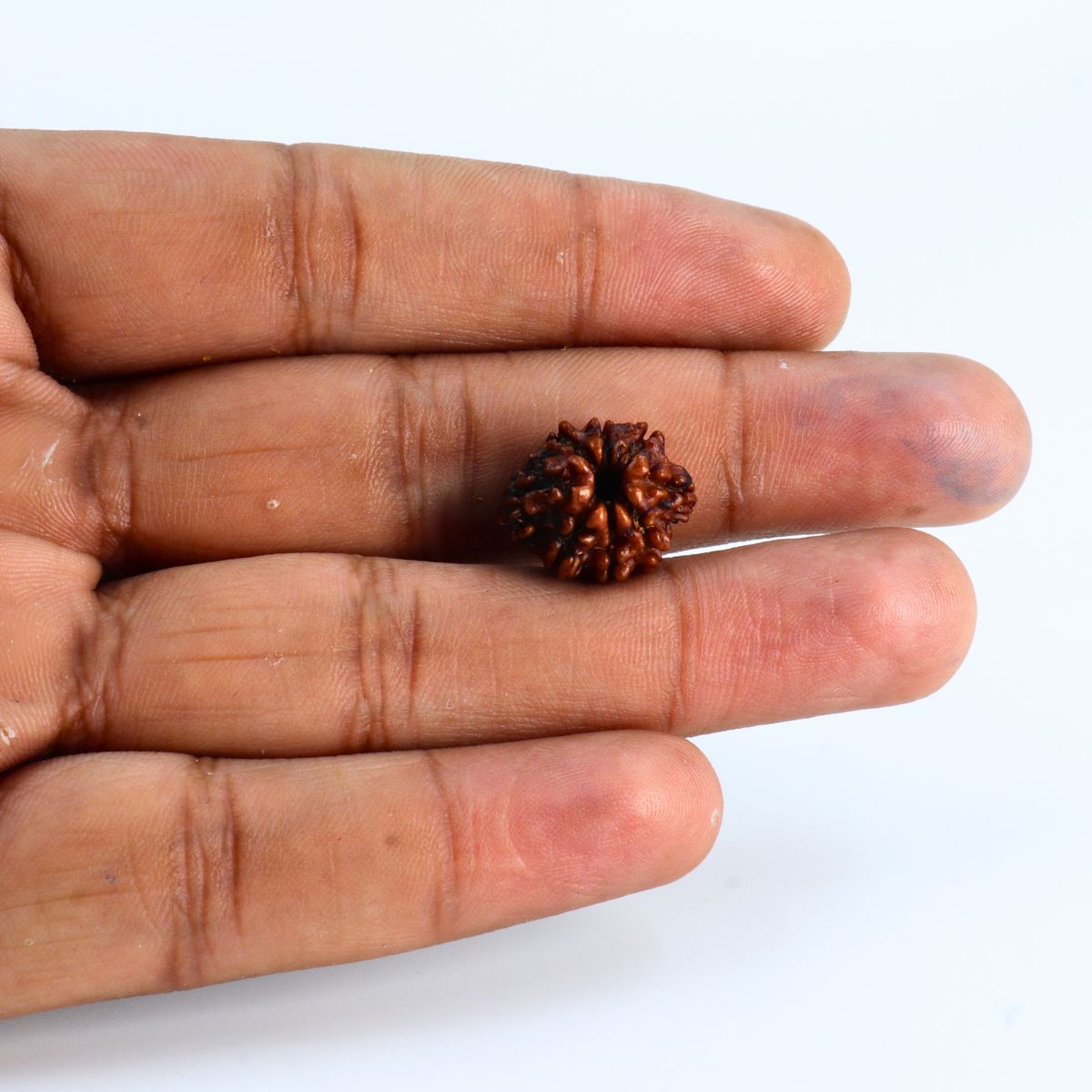 8 Mukhi Rudraksha Nepali Lab Certified - Image 4