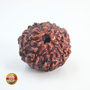 9 Mukhi Rudraksha Indonasian Lab Tested Orignal
