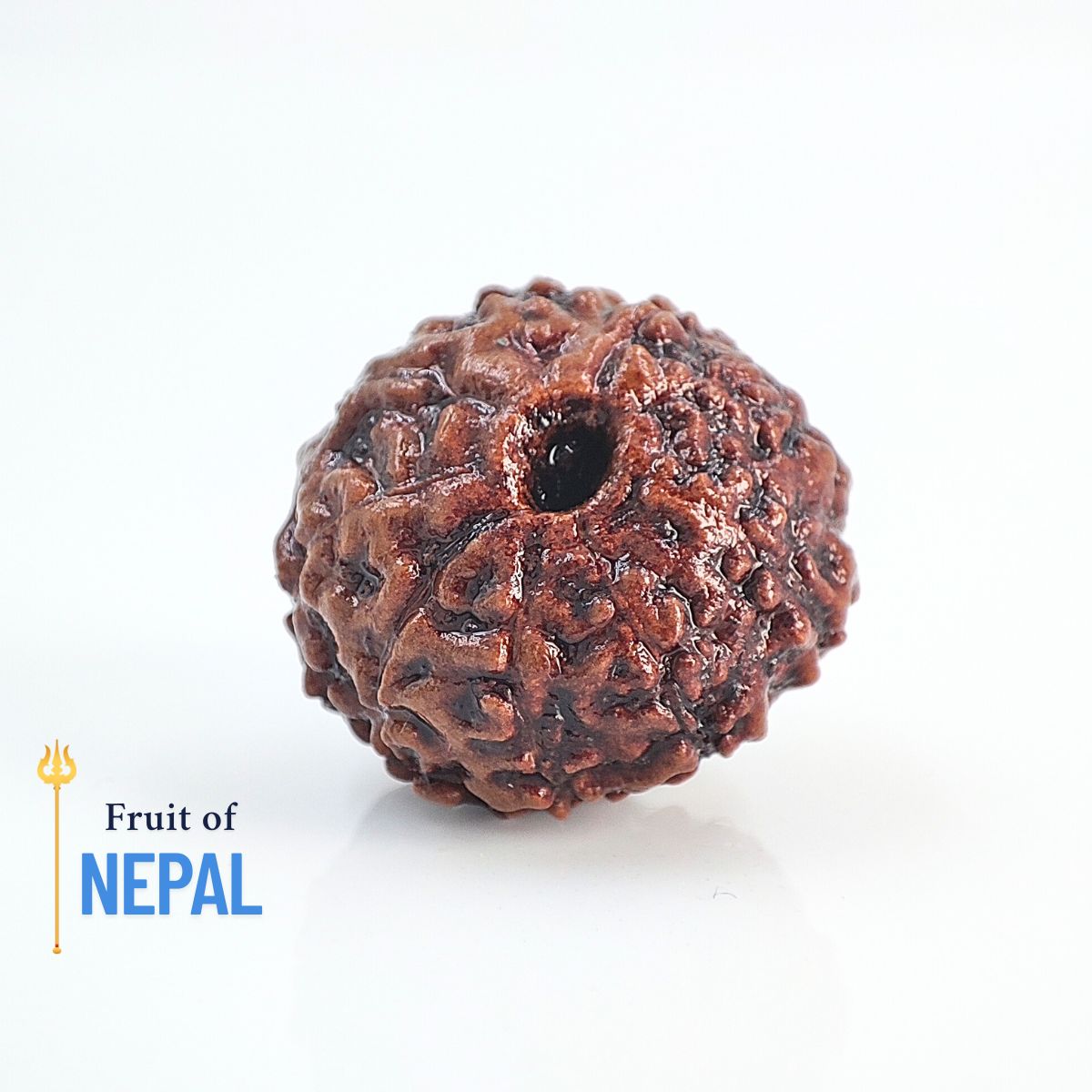9 Mukhi Rudraksha Indonasian Lab Tested Orignal - Image 2
