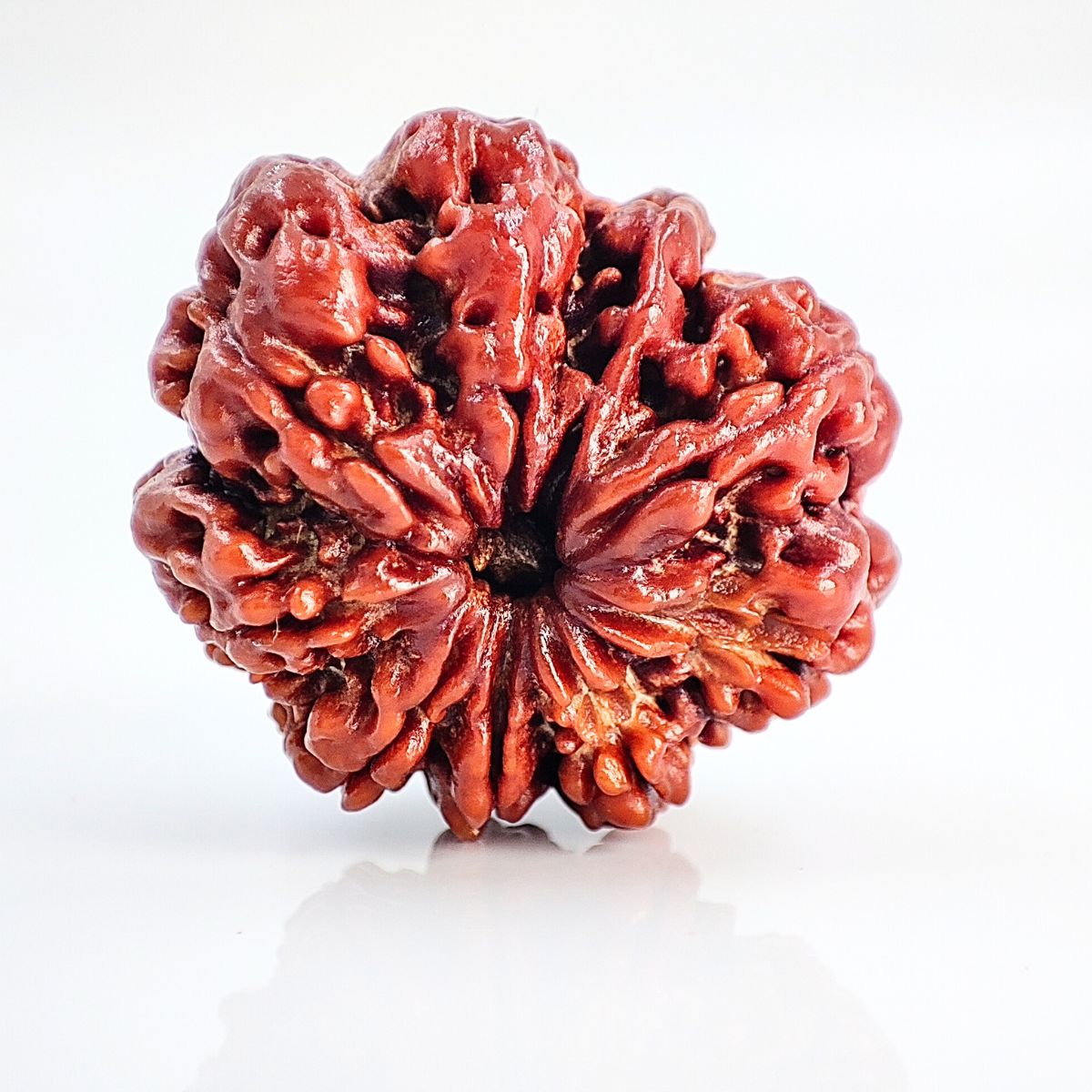 9 Mukhi Rudraksha Nepali Lab Tested Orignal