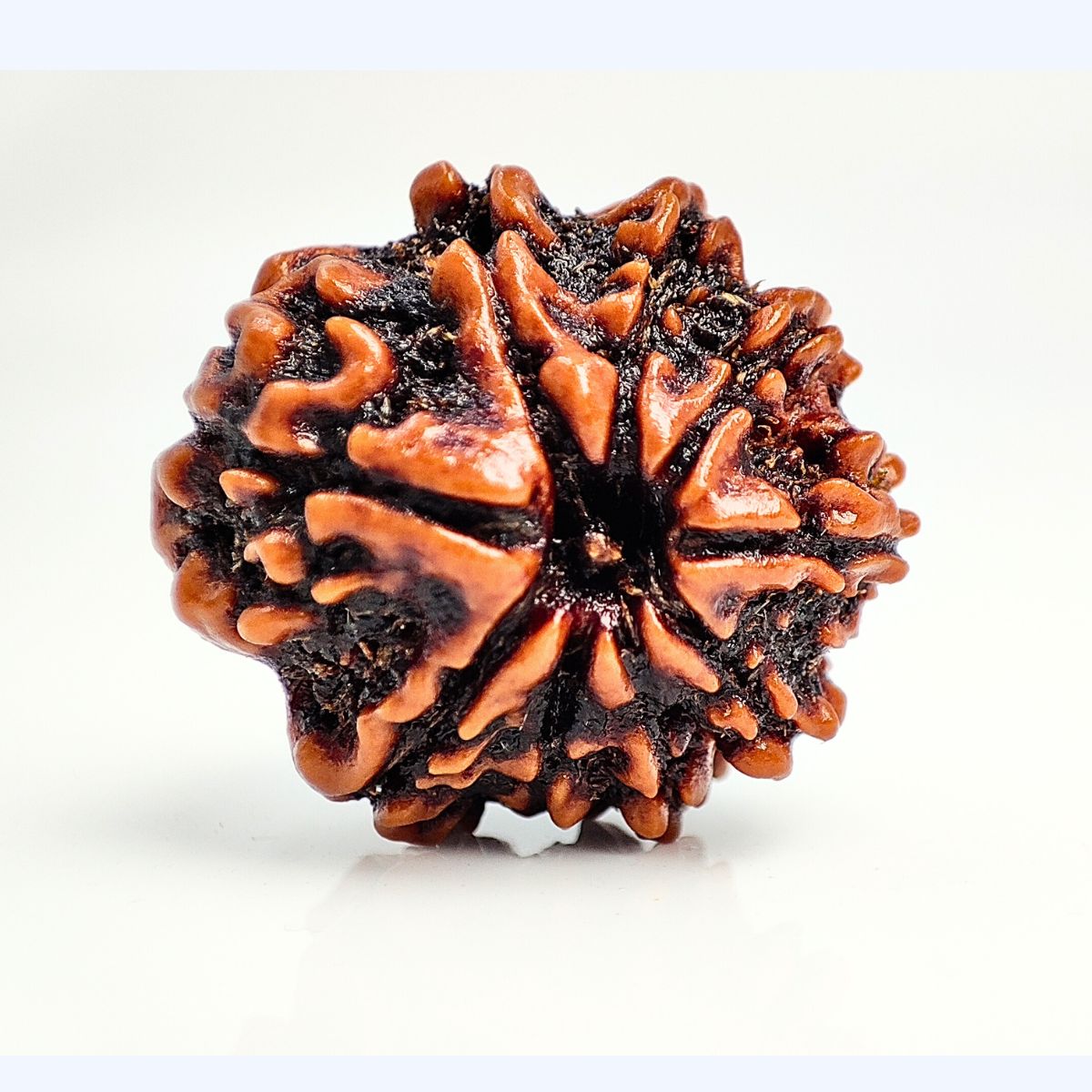 9 Mukhi Rudraksha Nepali Lab Tested Orignal