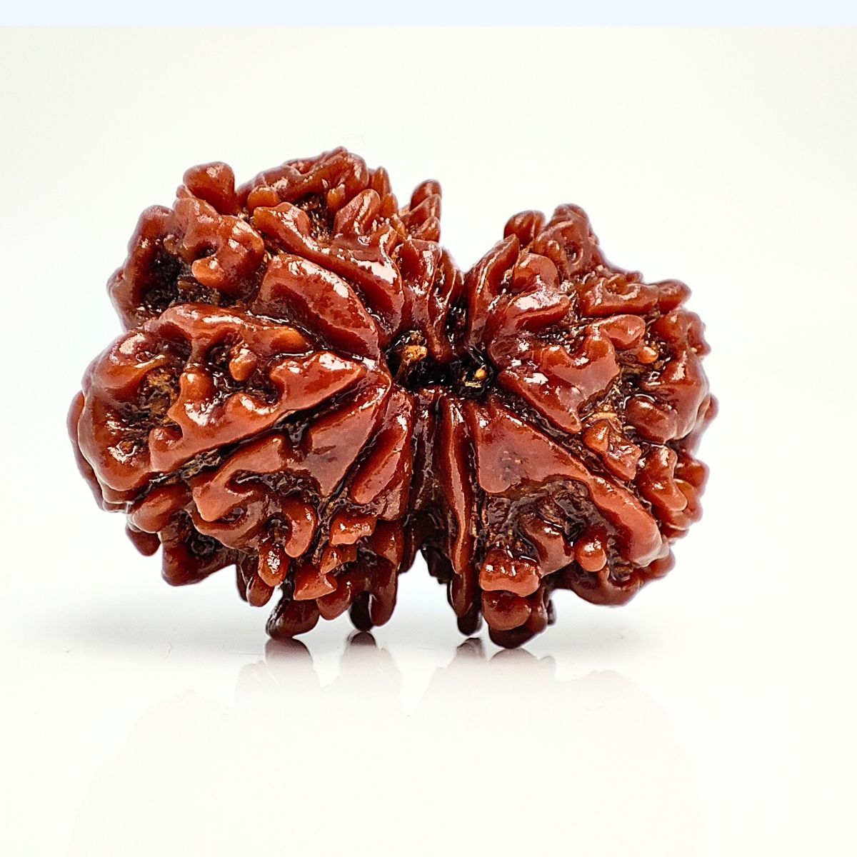 Gauri Shankar Rudraksha Nepali Fine Bead Lab Tested