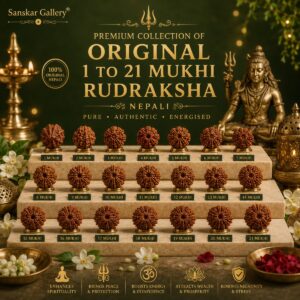 Orignal 1 to 21 Mukhi Rudraksha