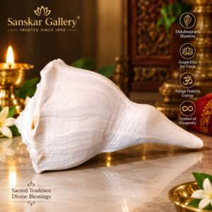 Dakshinavarti Shankha Premium Quality L Size 14 cm