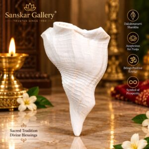 Dakshinavarti Shankha Premium Quality M Size 11 cm