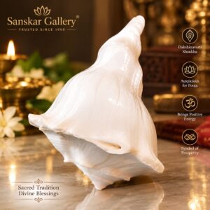 Dakshinavarti Shankha Premium Quality XL Size 17 cm